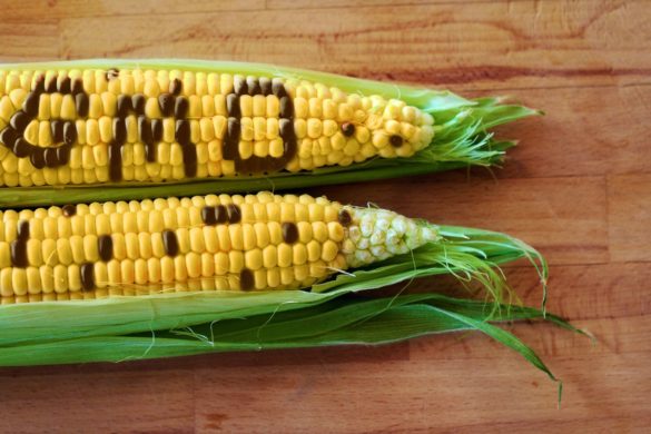 gmo1