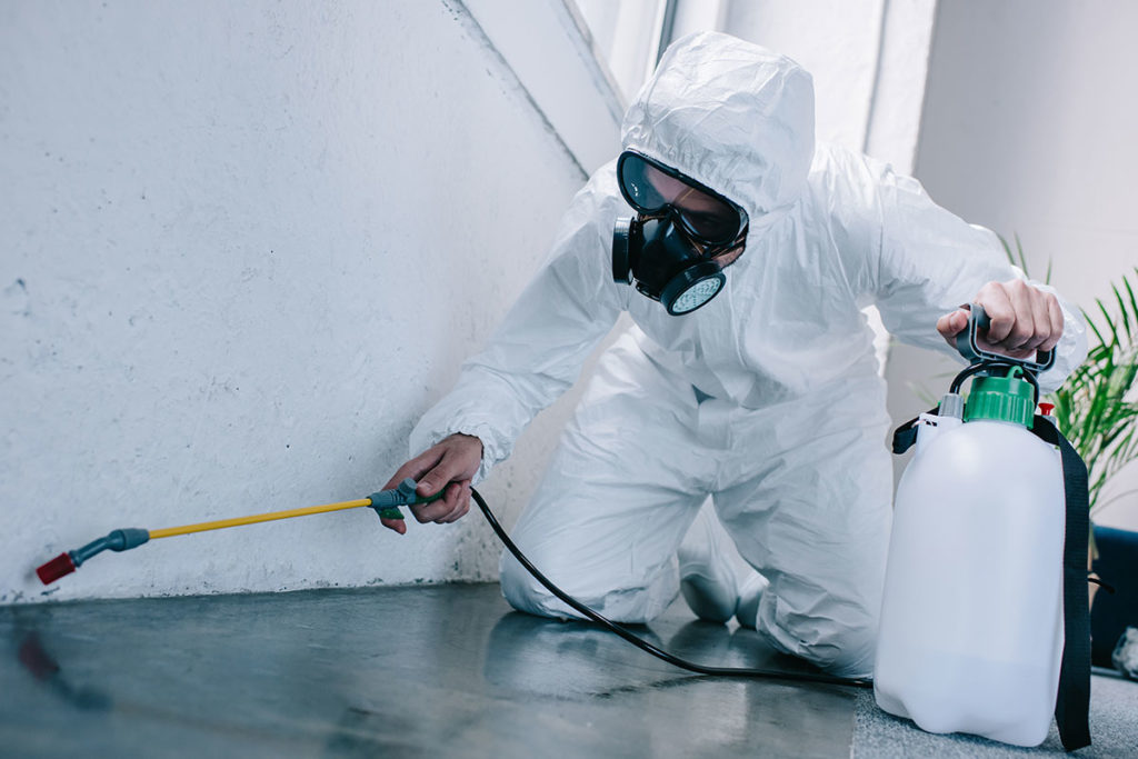 8 Reasons Why You Need Pest Control Services - 2020 Guide - InSerbia News