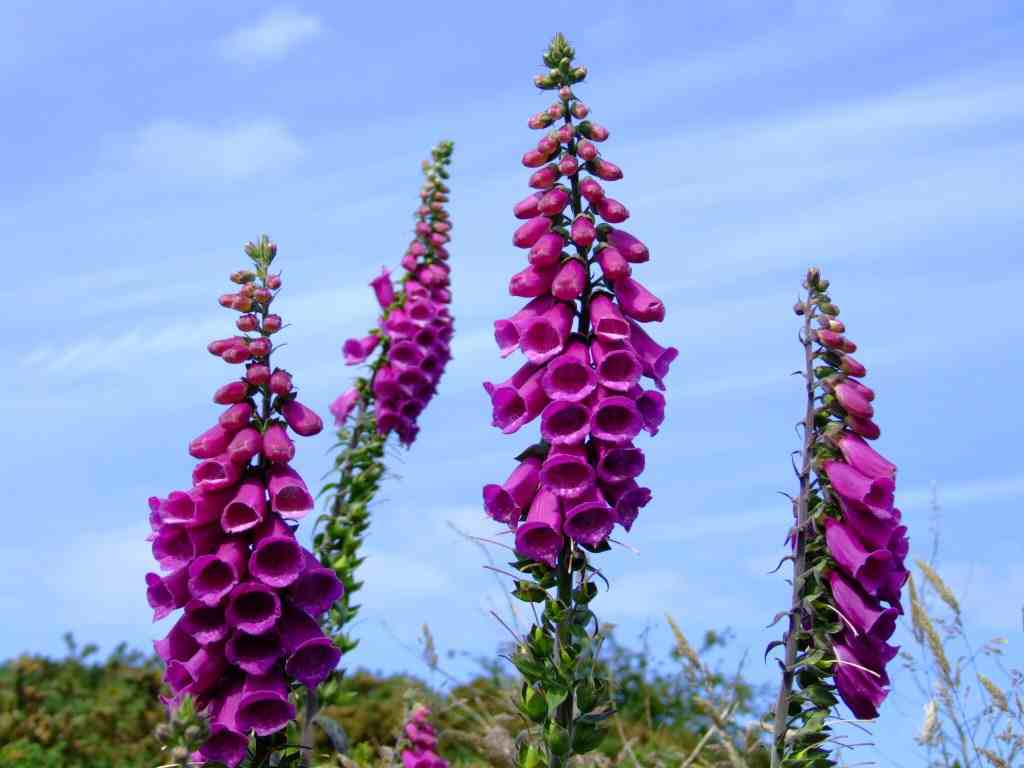 Foxglove