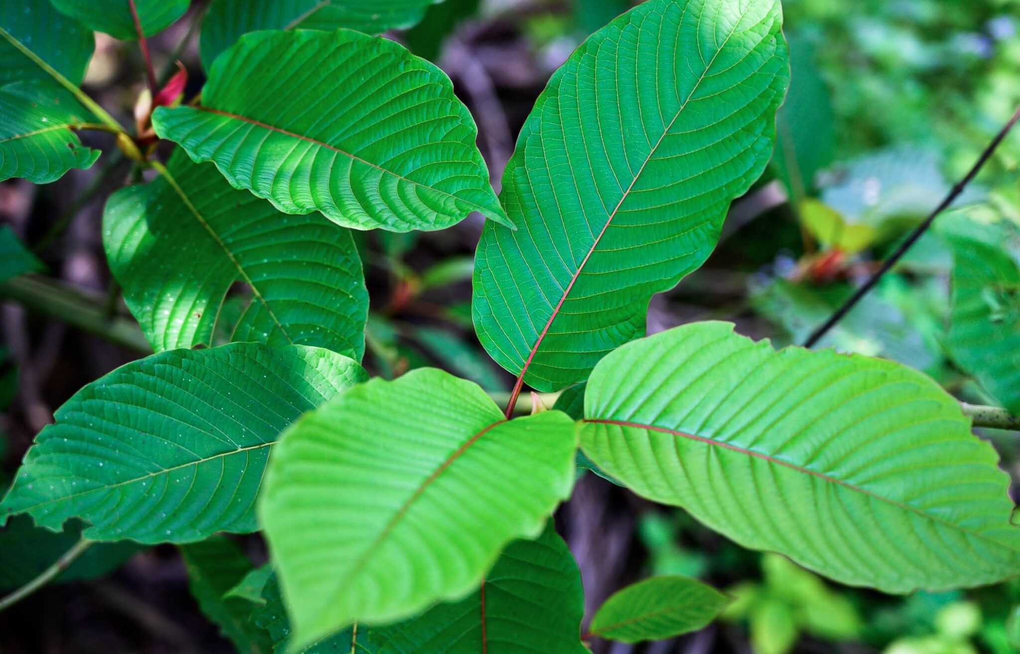 Kratom Leaves Medicinal Plants That Have Psychotropic Effects 2023