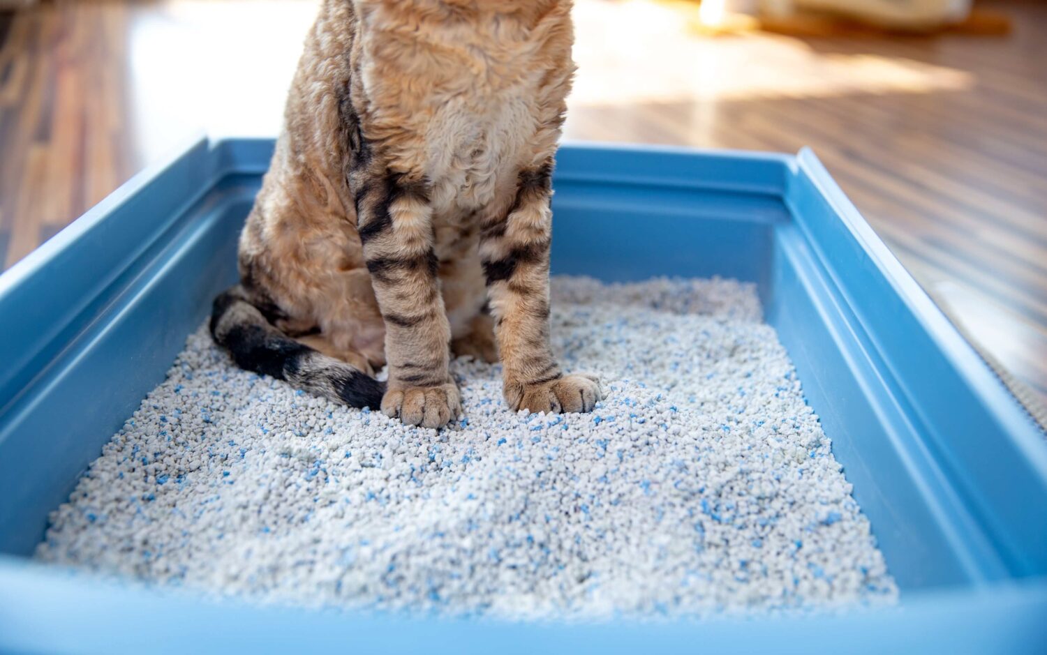 How Do You Deal with Cat Litter in an Apartment? InSerbia News