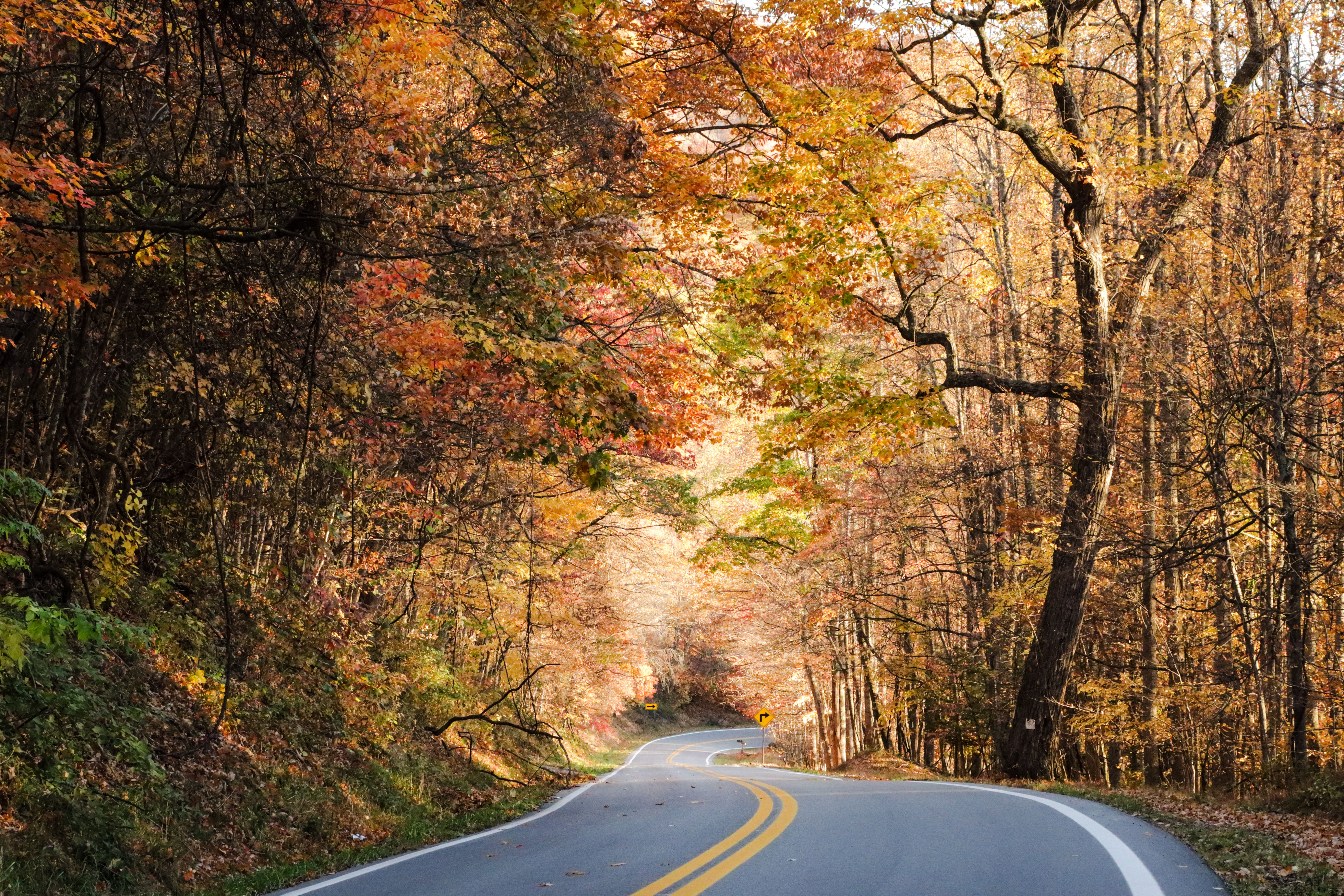 Winding road through a vibrant autumn forest, ideal for a scenic fall road trip.