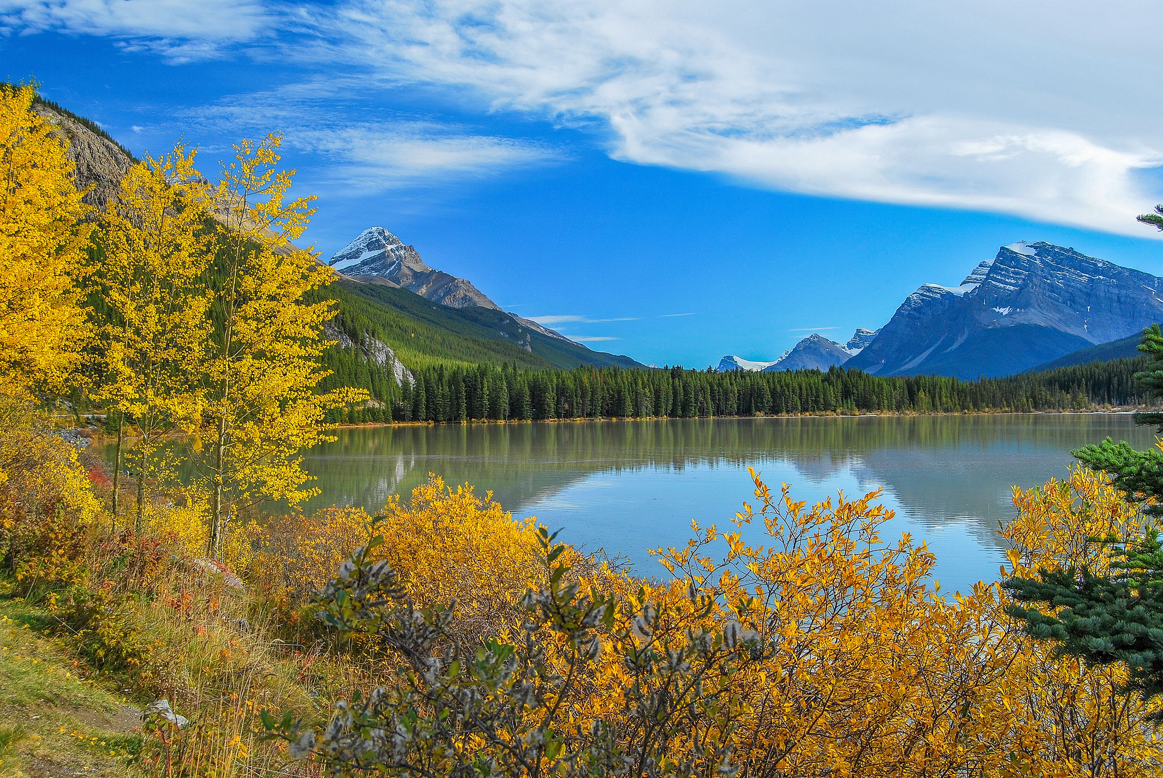 Golden autumn foliage and mountain scenery at Waterfowl Lakes in Banff National Park, Canada.