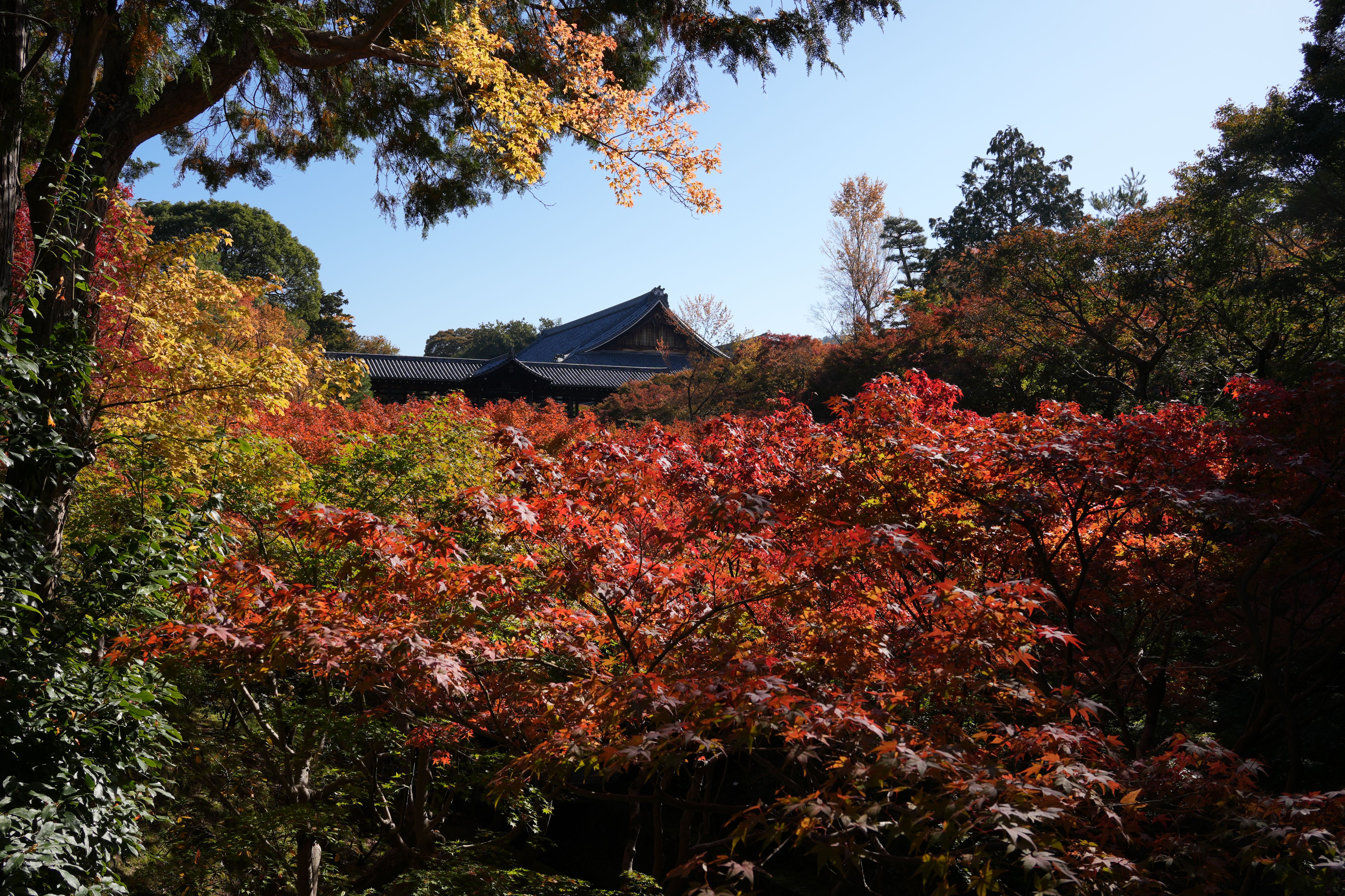 Vibrant red and orange autumn foliage at Tofuku-ji Temple in Kyoto, Japan.